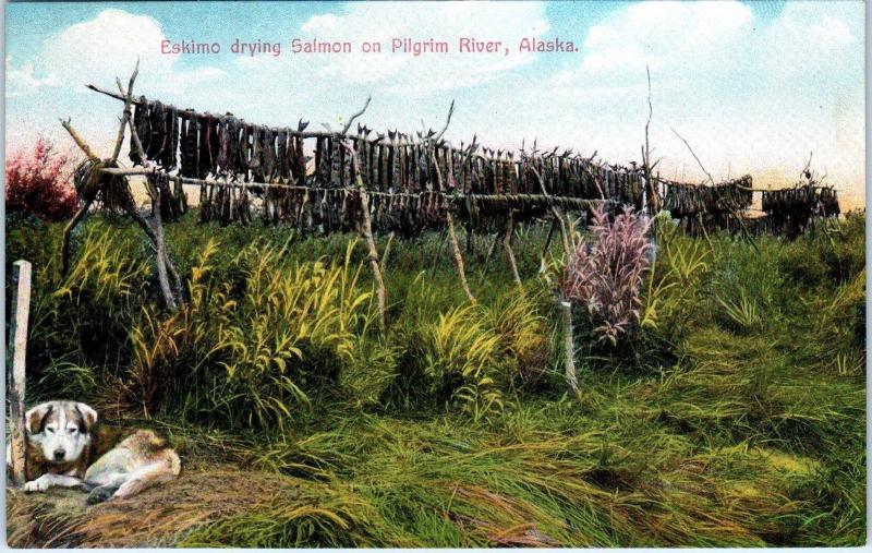 PILGRIM RIVER, AK  Alaska   ESKIMO DRYIING SALMON  Husky Dog  c1910s   Postcard