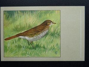 Bird Theme SONG THRUSH c1950s Postcard by P. Sluis Series 9 No.99
