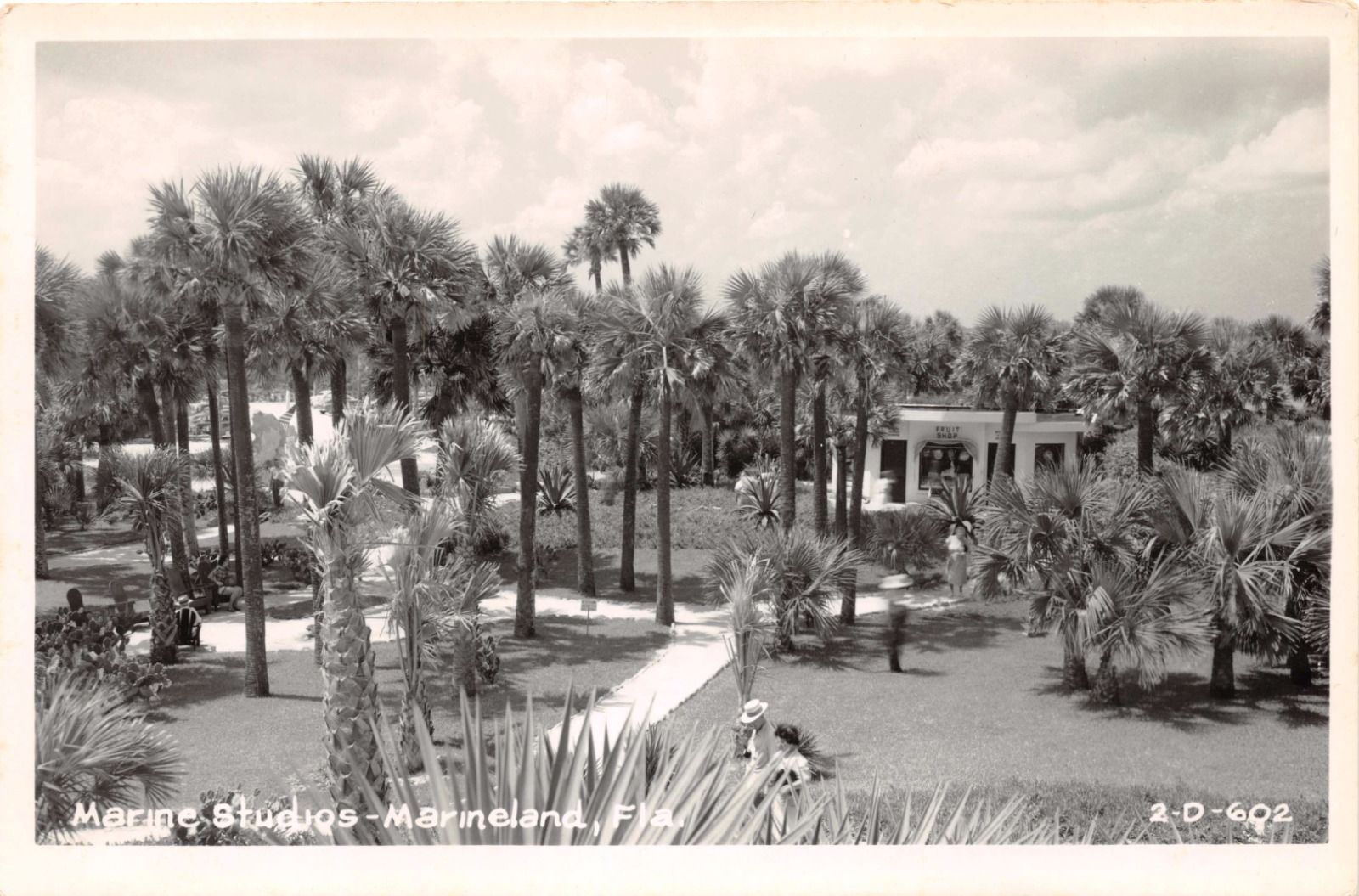 Marineland Florida Marine StudiosReal Photo Postcard 1940s United