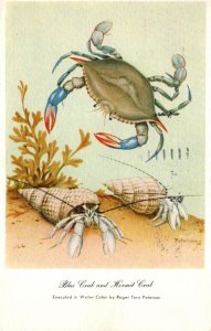 Blue Crab and Hermit Crab 1957
