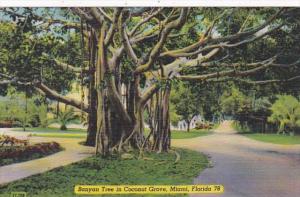 Florida Miami Banyan Tree In Coconut Grove