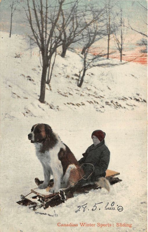 br105492 winter sports sliding canada dog saint bernard montreal