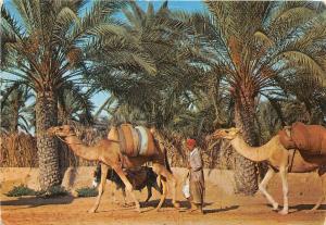 BG21155 camel types folklore gabes la caravane palmeraie tunisia