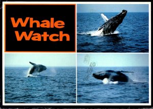 Whale Watch Multi View