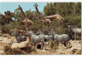 Giraffes AFRICAN VELDT Zebras DISNEYLAND Adventureland 1960s Vintage Postcard