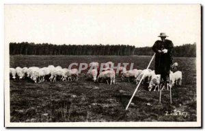 Postcard Modern Berger moors in winter Sheep