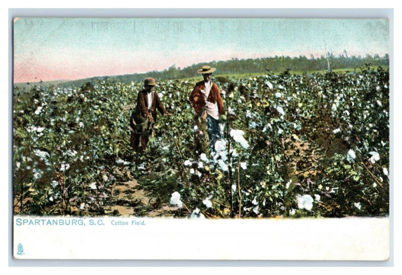 Circa 1910 Cotton Field Spartanburg South Carolina Kids Vintage Postcard F24 