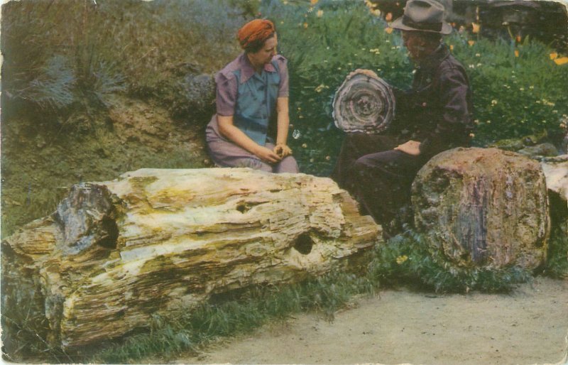 1942 Gingko Petrified Forest Ellensburg WA Union Oil 76 Postcard 170, Couple