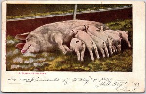 1906 A Bunch Of Suckers Posted Mama Pig And Baby Pigs Hand-Colored Postcard