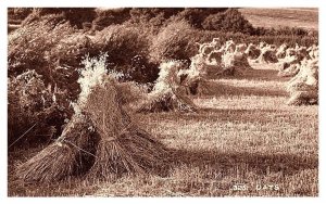 Field of stacked Oats, Judge's Ltd. no. 325