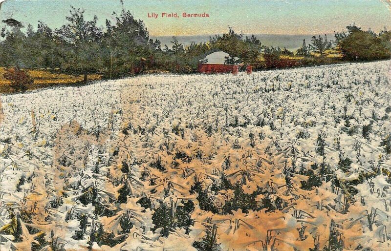 BERMUDA LILY FIELD~1900sTINTED PHOTO POSTCARD W/ TWO #36 1/2d STAMPS