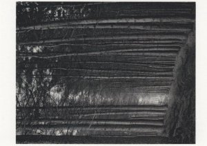 Paul Hart Portal From The Series Truncated Derby Pine Forest Postcard