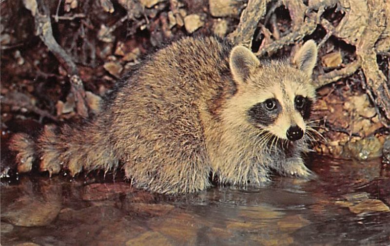 Raccoon Animals, Misc, Unused 