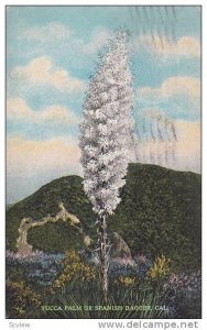 Yucca Palm or Spanish Dagger, California,  PU-1924