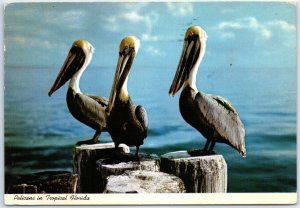 Postcard - Pelicans in Tropical Florida