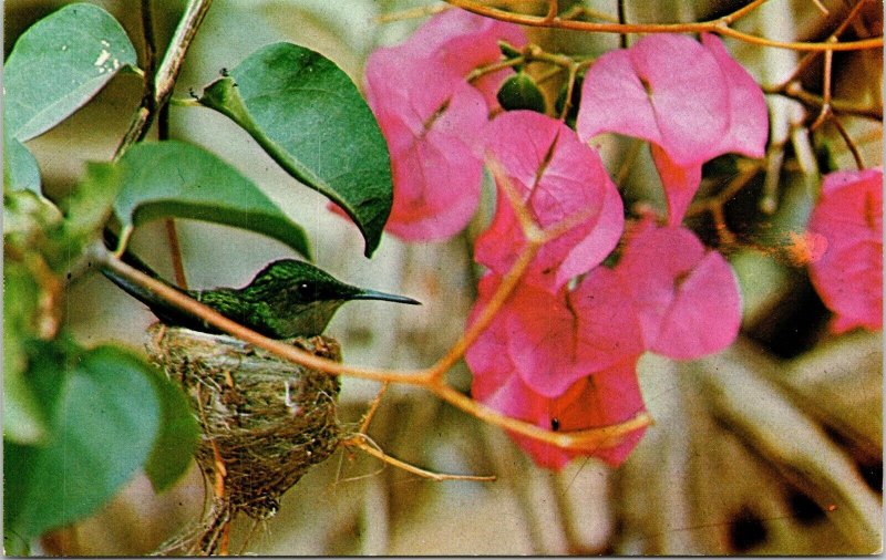 Colorful Bird Hummingbird Trochilidae Us Virgin Islands Bougainvillea Postcard 