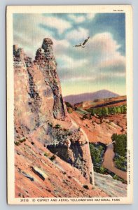 Osprey & Aerie Eagle Nest Rock Yellowstone National Park VTG Linen Postcard 1677