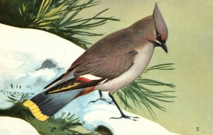 Vintage Postcard Bohemian Waxwing Bonbycilla Garrulus Grayer Color Rusty Tail