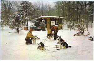Siberian Husky Trail Dogs Northwest Travel Vintage Postcard