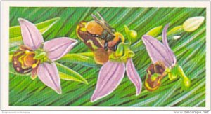 Brooke Bond Vintage Trade Card Incredible Creatures 1986 No 24 Bee Orchid
