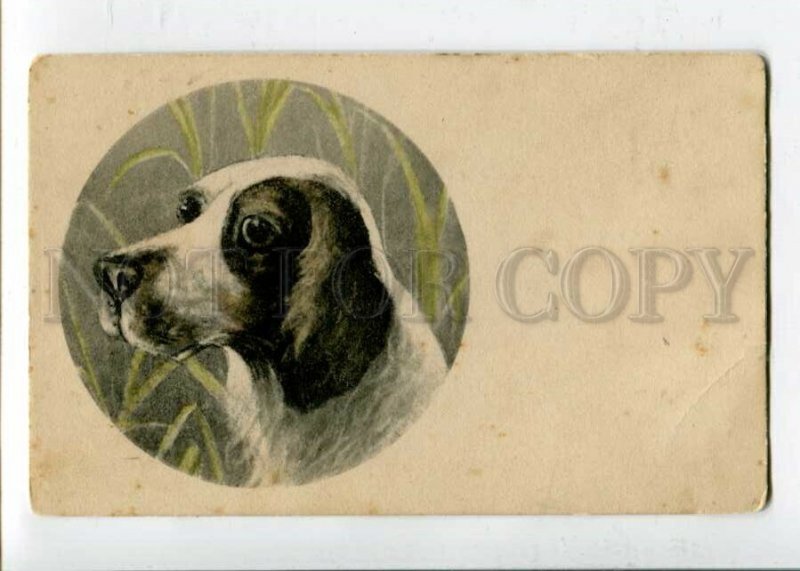 3126099 HUNT Portrait of English SETTER Vintage Russian RARE PC