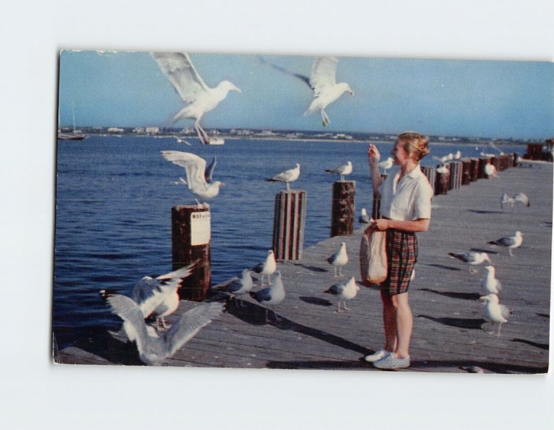 Postcard Feeding the Gulls on an Island Dock in Nantucket Massachusetts USA