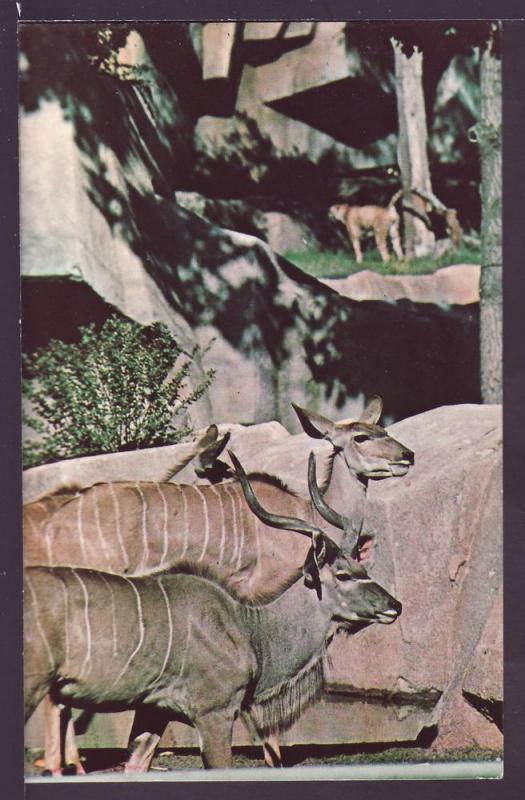 Greater Kudu Milwaukee County Zoo Post Card K433