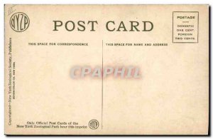 Postcard Old Artic Fox New York Zoological Park