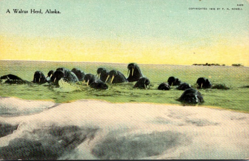 A Walrus Herd Alaska Curteich