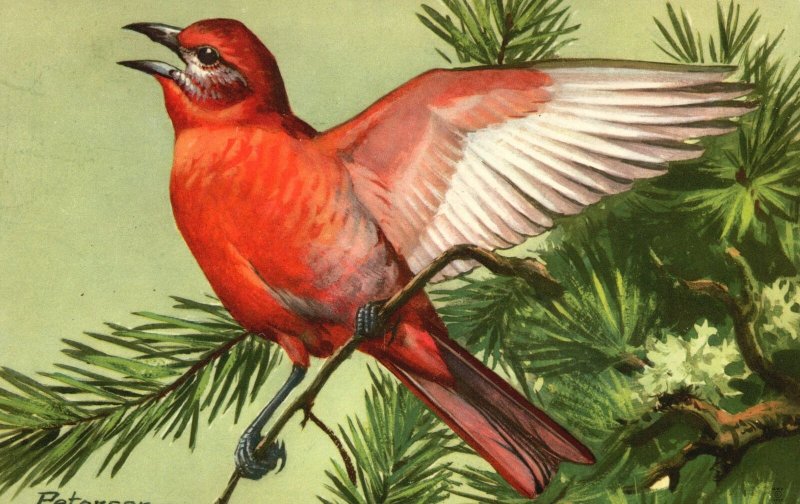 Vintage Postcard Hepatic Tenager Piranga Flava Hepatica Southeast Singing Bird