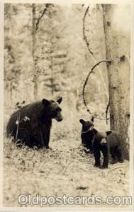 Black Bear & Cubs Bear, Black and Brown Bear Unused 