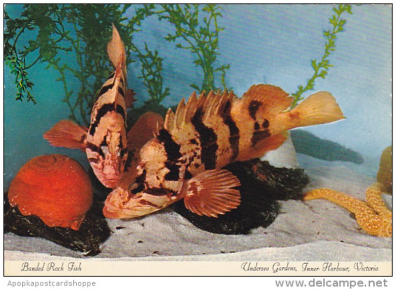 Banded Rock Fish Undersea Gardens Inner Harbour Victoria British Columbia Canada