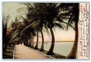 1905 Palm Walk Palm Beach Trees Scene Lake Worth Florida FL Posted Postcard