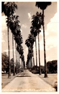 Texas Rio Grande Palm Lined Road Real Photo