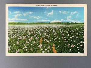 Maine Potato Field In Bloom Linen Postcard A1148083830