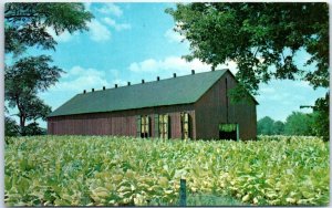 Postcard - Tobacco Barn, Tobacco Field - Kentucky