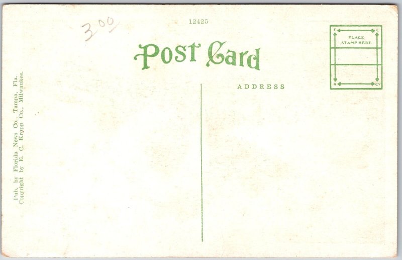 Florida FL, Banana Blossoms and Fruit, Countryside, Greenfield, Vintage Postcard