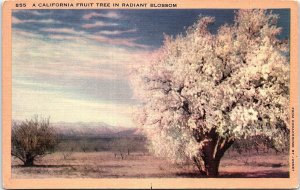 1930s CALIFORNIA FRUIT TREE IN RADIANT BLOSSOM LINEN POSTCARD 42-176