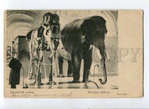 3056656 Indian ELEPHANT Elephas indicus skeleton Old RED CROSS