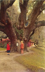 Charleston South Carolina 1966 Postcard Middleton Gardens