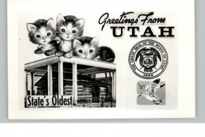 UT State Seal Kittens Postcard