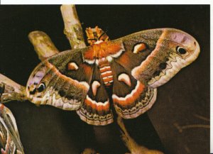 Animal Postcard - Silkmoth - The Robin Moth - [Hyalophora Cecropia] - Ref 6372A