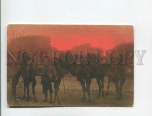 472734 Turkey Constantinople Sultan Mehmed square camels Vintage Rochat postcard