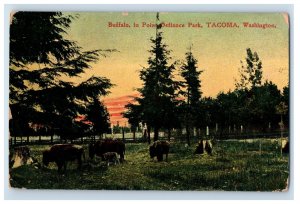 C.1900-07 Buffalo, In Point Defiance Park, Tacoma, Washington, Postcard P154E