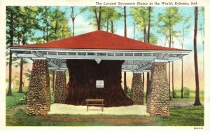 Vintage Postcard 1920's Largest Sycamore Stump in the World Kokomo Indiana IND