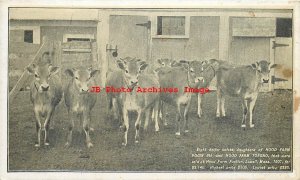 MA, Lowell, Massachusetts, Hood Cow Farm Pogis 9th, 8 Heifer Calves Auctioned