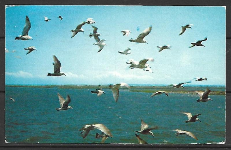 New Jersey, Long Beach Island - Dinner Time For The Gulls - [NJ-005]