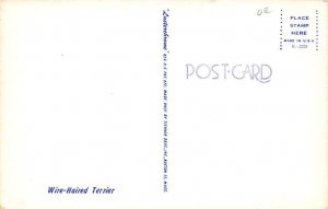 Wire haired terrier Dog Unused 