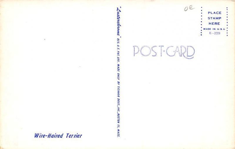 Wire haired terrier Dog Unused 