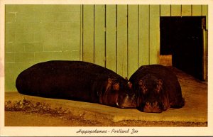 Oregon Portland Zoological Gardens Hippopotamus